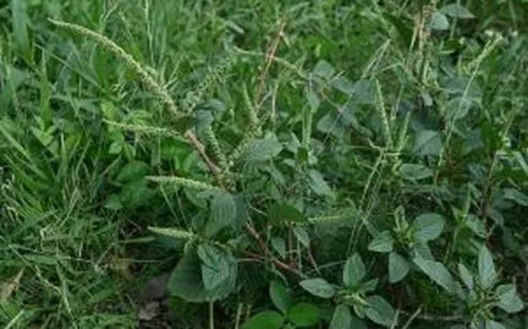 Grupo de pesquisa da Unesp propõe abordagem mais eficiente e sustentável para a produção de nanoherbicidas