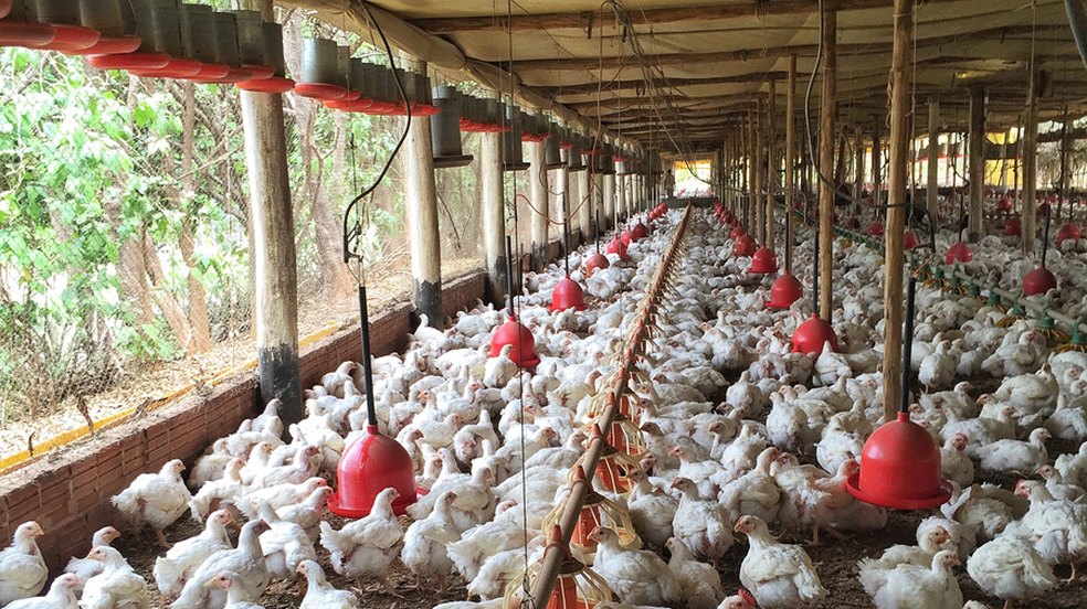 Piauí decreta emergência zoossanitária para conter avanço da gripe aviária