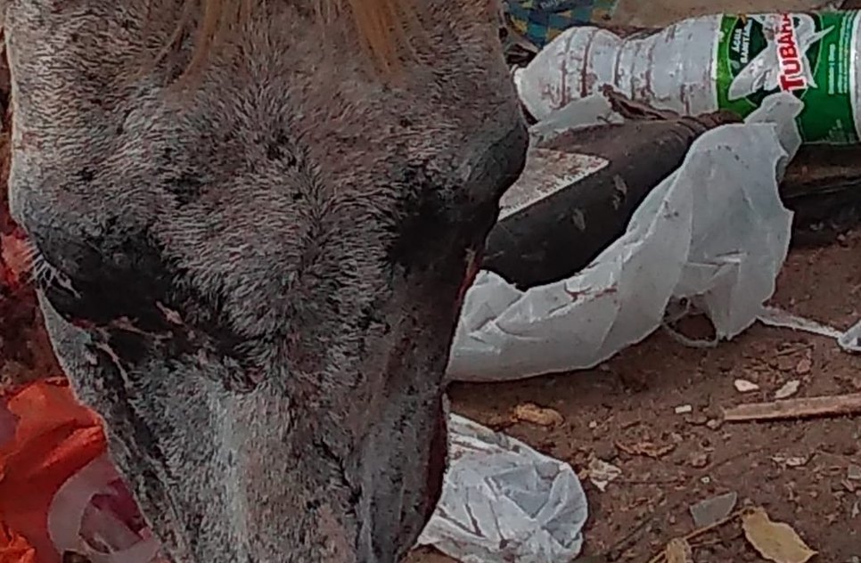 cavalo violentado