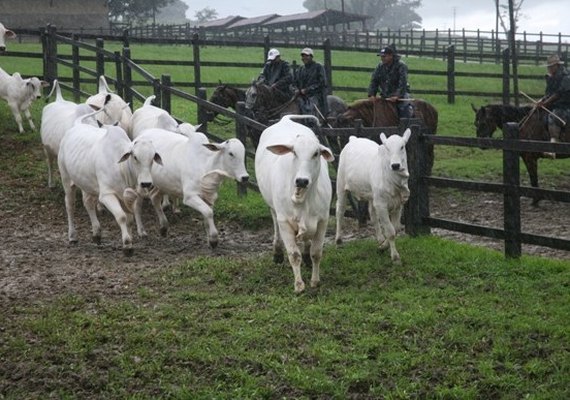 Governo debate melhorias no rebanho de corte em Alagoas