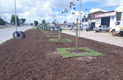 Prefeitura de Maceió leva mais de 200 árvores à BR-316