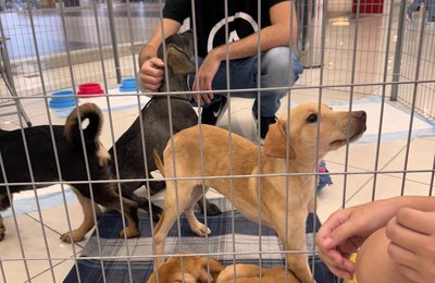 Pets resgatados pelo Projeto Anjos de Patas participam de evento de adoção no Sam´s Club Maceió
