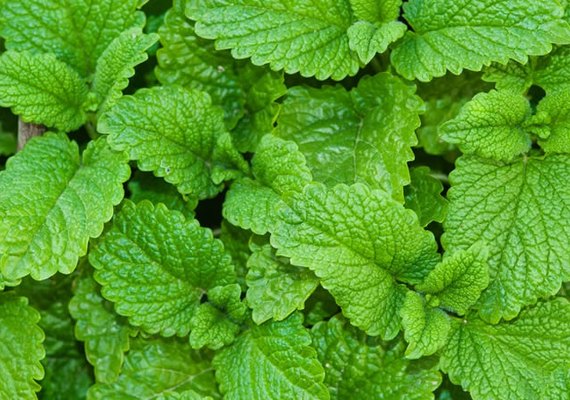 Uncisal e Ufal promovem evento online e gratuito sobre plantas medicinais