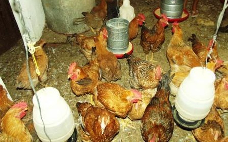 Avicultores participam de seminário sobre associativismo e manejo de galinha caipira