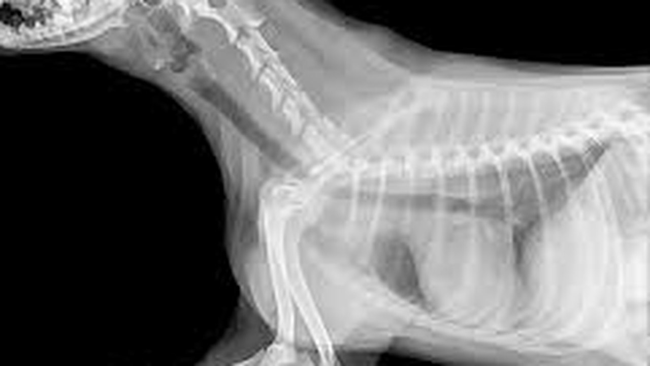 Radiografia de cachorro está entre indícios de esquema de fraude em pensões por invalidez na Argentina; entenda