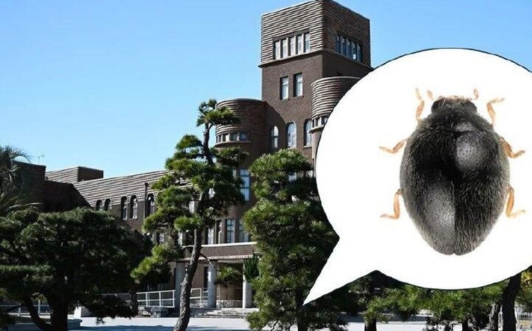 Nova espécie de joaninha é descoberta no quintal de universidade no Japão