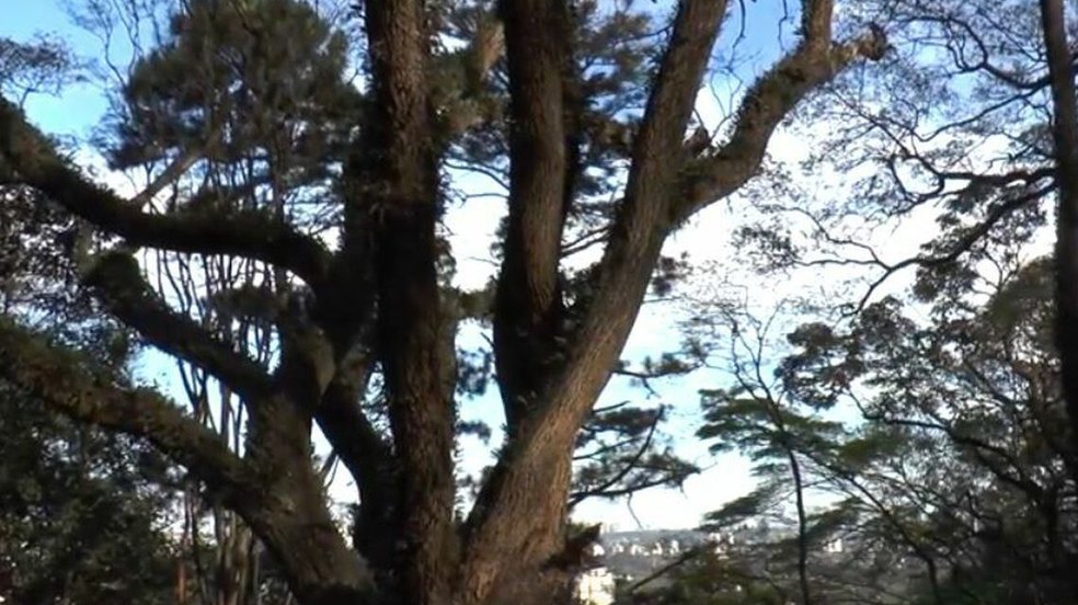 Árvore comum em São Paulo é usada para medir poluição na cidade