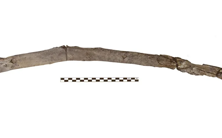 Cientistas recuperam as mais antigas ferramentas de madeira de um sítio na Grécia