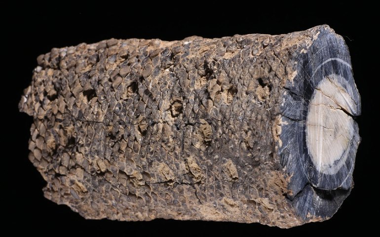 Cientistas brasileiros encontram fóssil de 280 milhões de anos