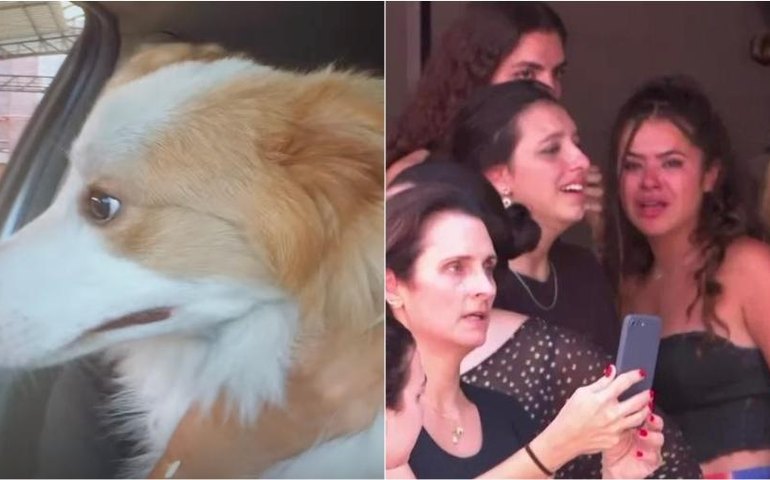 No Dia do Cachorro, veja os 'amigos de quatro patas' dos famosos