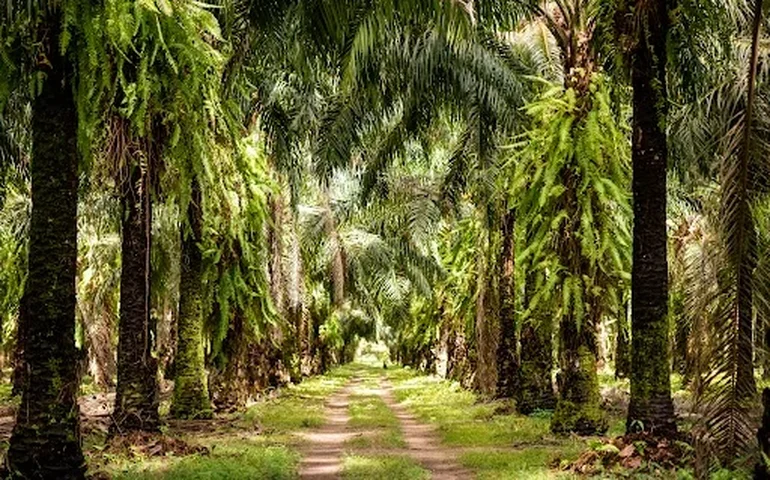 Colombiana Daabon anuncia acordo com Conglomerado Alfa para aquisição das operações da Agropalma no Pará