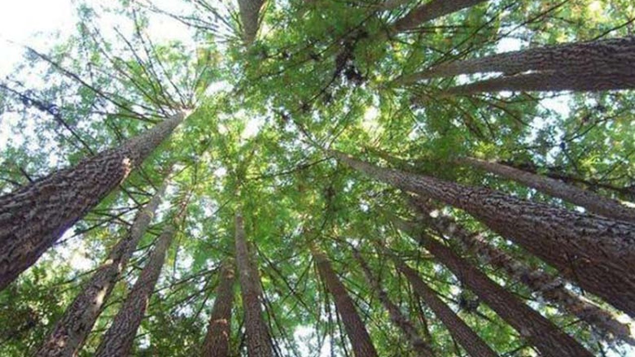 Licença ambiental garante funcionamento de empreendimentos