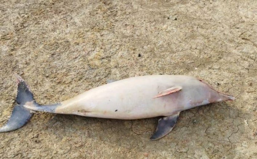 Botos são encontrados mortos no Lago Tefé por conta da seca