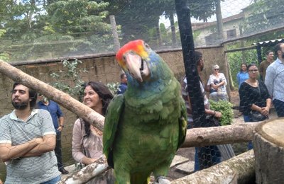 Papagaios ameaçados de extinção que foram apreendidos pela PF chegam a Alagoas