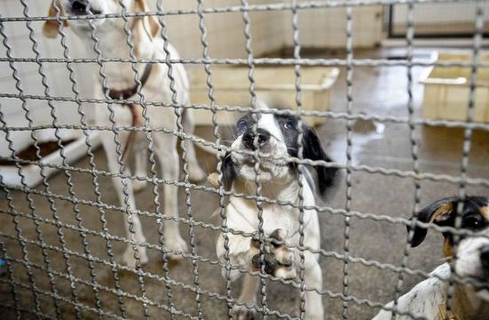 animais-doacao-08092020194017761.jpeg / Foto: R7