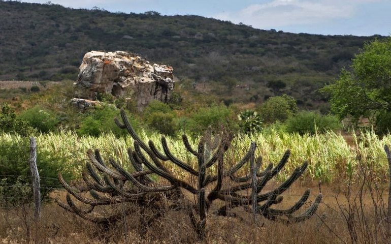 Comissão debate impactos da COP30 no bioma caatinga