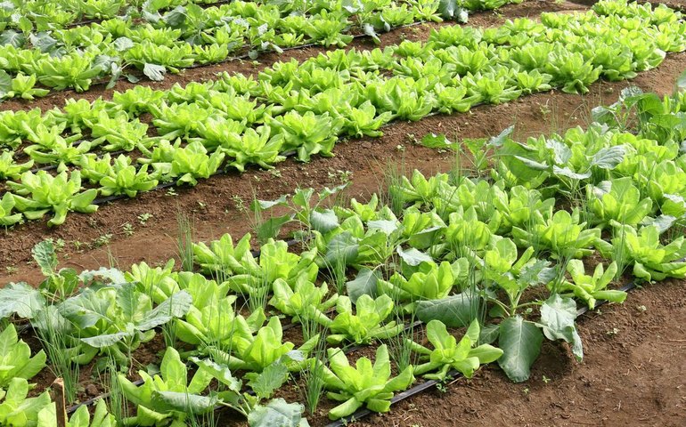 Setembro marca nova queda de preços das hortaliças no atacado, revela Conab