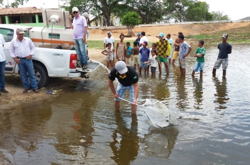 Barragem do Dnocs Pai Mané é povoada com 65 mil alevinos