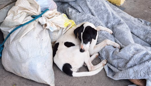 Homem em situação de rua é encontrado morto enquanto dormia com cachorro na Grande Aracaju
