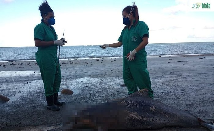 Golfinhos encalhados em praias de AL