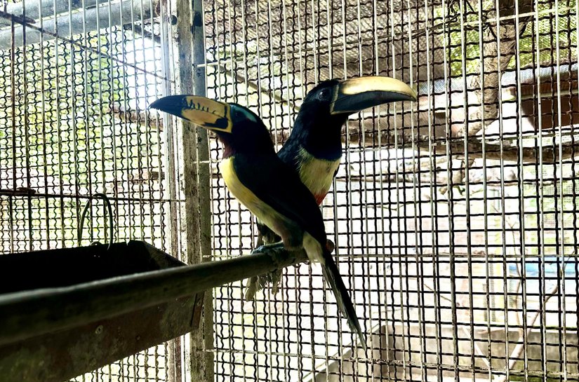 Cetas destina aves silvestres inaptas à soltura para empreendimento no RJ