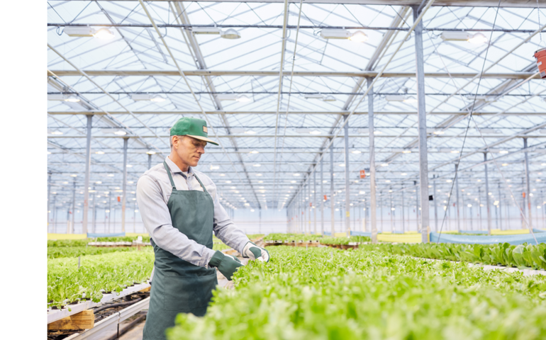 Boas ações praticadas no manuseio e limpeza de frutas e hortaliças