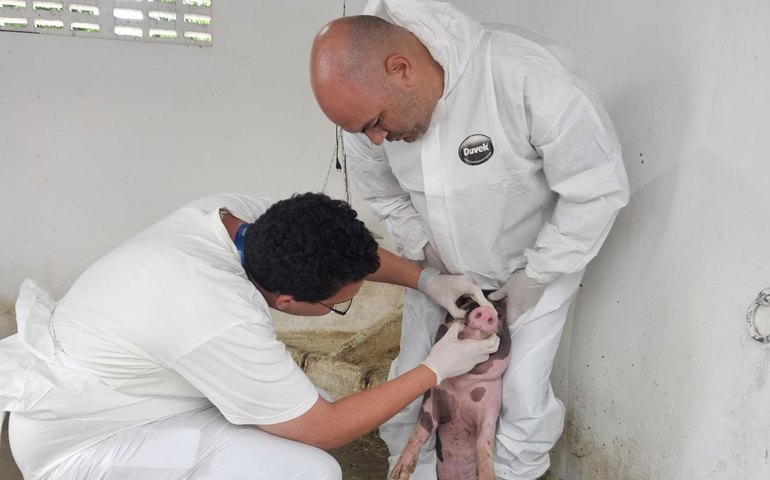 Adeal inicia vigilância clínica de suínos em propriedades de Alagoas