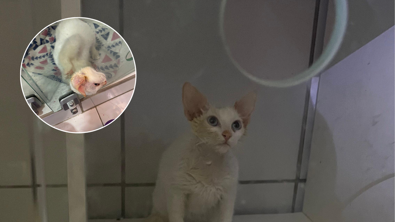 Bombeiros resgatam gato preso em estrutura de vidro, em Maceió