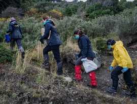 Argentina amplia investigação sobre hantavírus, enviando equipes para capturar e testar ratos em Mendoza