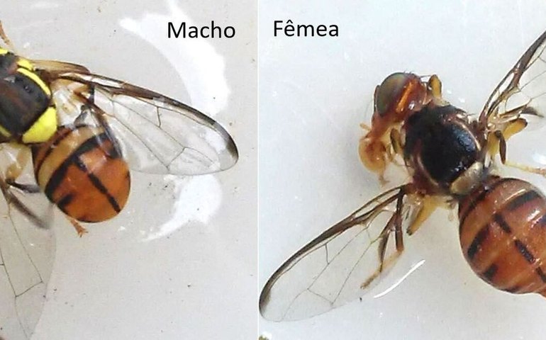 Ministério declara Roraima área de quarentena para mosca da carambola