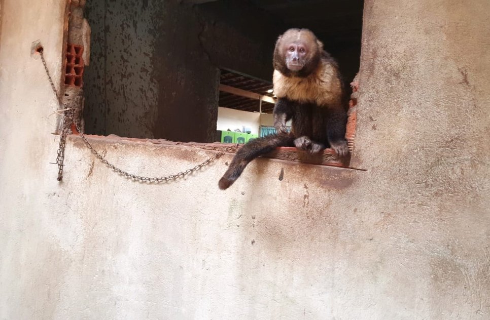 macaco2.jpeg