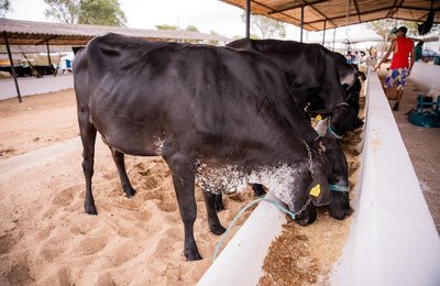 Secretaria de Agricultura prepara programação técnica para 42ª Expo Bacia Leiteira