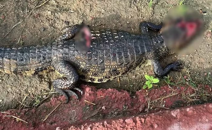 Jacaré-do-papo-amarelo foi encontrado morto com sinais de mutilação em área próxima ao Riacho Piauí, em Arapiraca