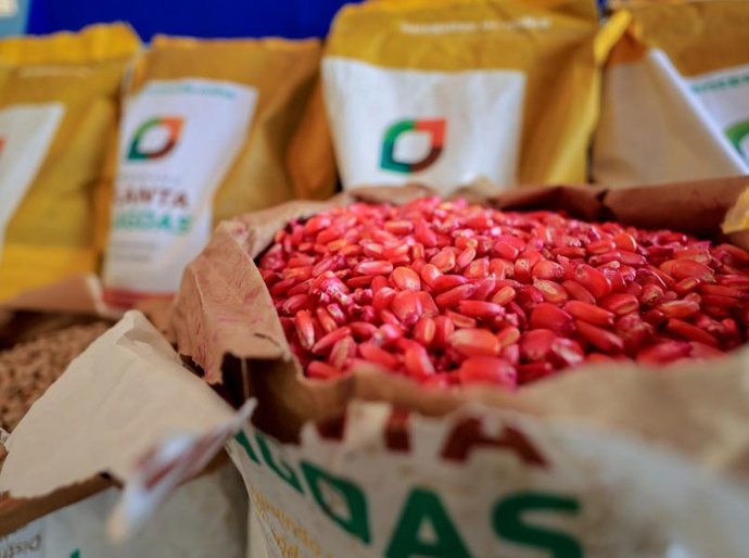 Planta Alagoas distribui 400 toneladas de sementes de milho em 2025 e beneficia 45 mil agricultores familiares