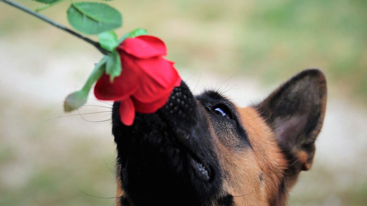 Plantas perigosas para os pets