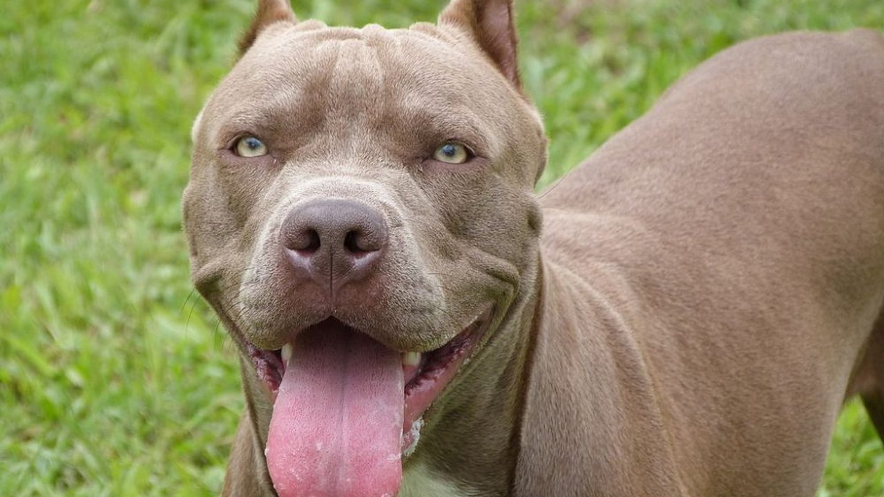 Nos EUA, pitbull enrosca em gatilho de arma ao pular em cama e dispara contra seu tutor