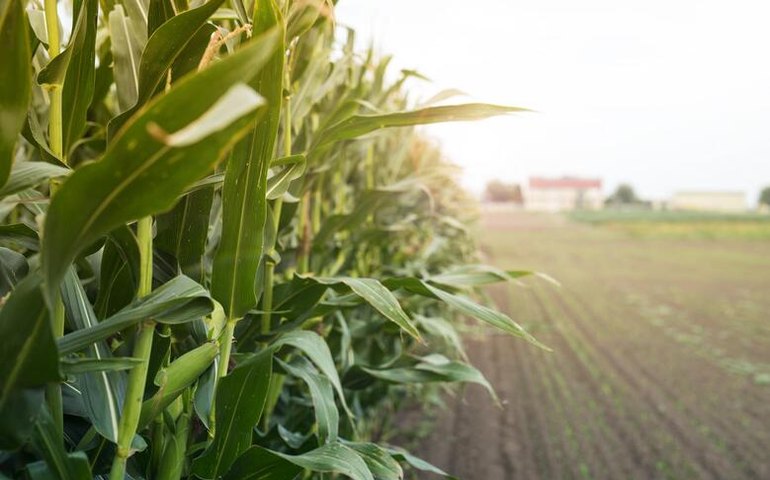 Agropecuária foi o setor que mais cresceu em AL em 2019, aponta PIB divulgado pela SEPLAG