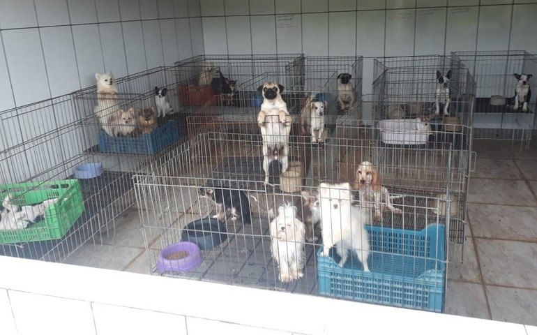 Desembargadores negam devolução de 1,7 mil animais resgatados sob maus-tratos