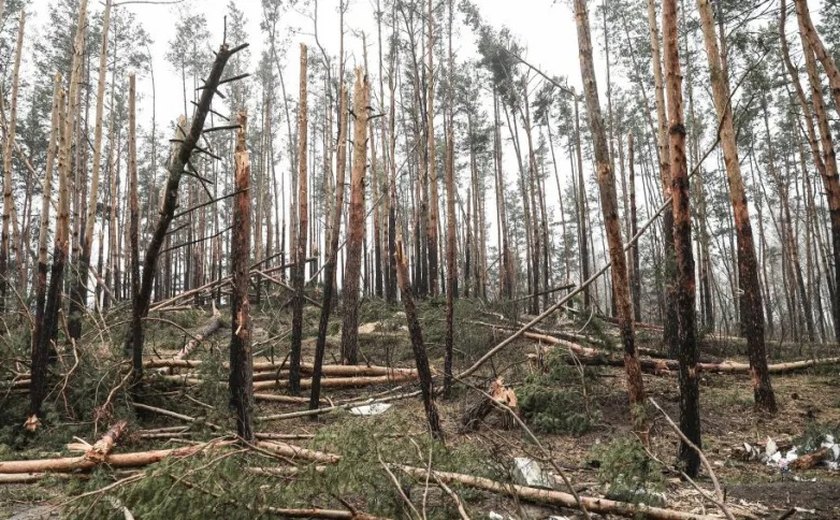 A difícil tarefa de ser um ativista ambiental na Rússia