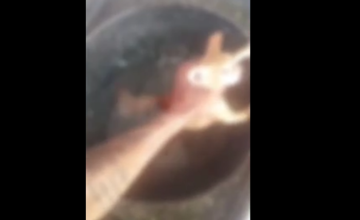 Vídeo mostra animal sendo afogado em um tanque de lavar roupas