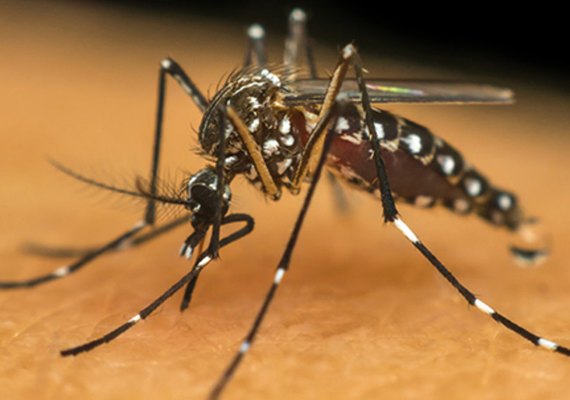 Veja como usar o cloro de maneira eficiente no combate à dengue