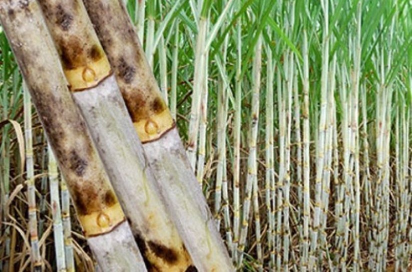 Câmara setorial deve contribuir com avaços para setor canavieiro