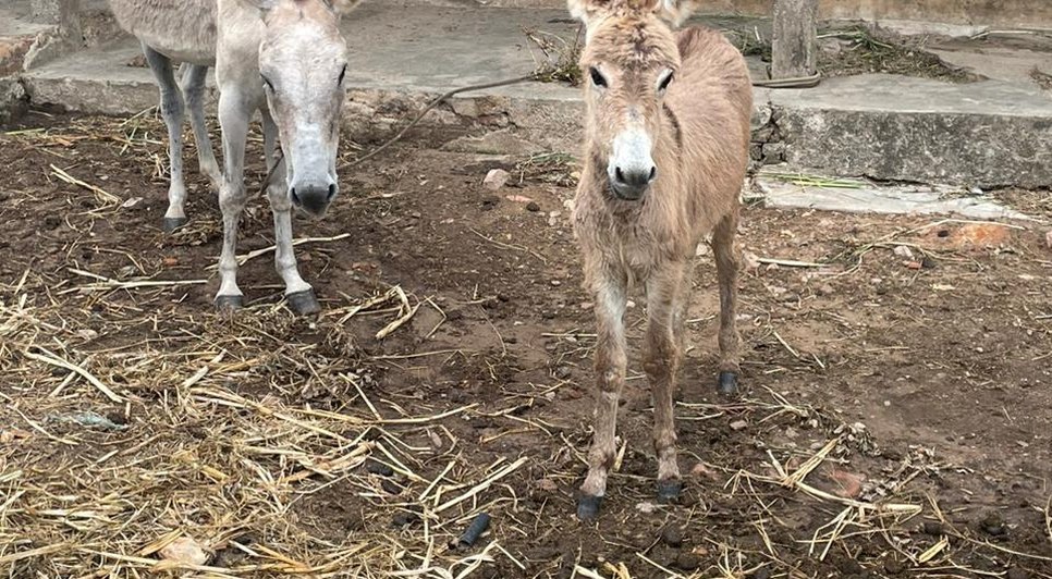 Homem é preso por praticar zoofilia contra animais silvestres e domesticados em Sergipe
