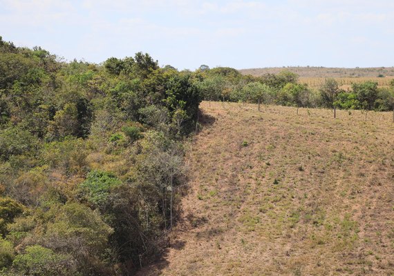 FPI flagra área desmatada equivalente a mais de 200 campos de futebol em Lagoa da Canoa e São Sebastião