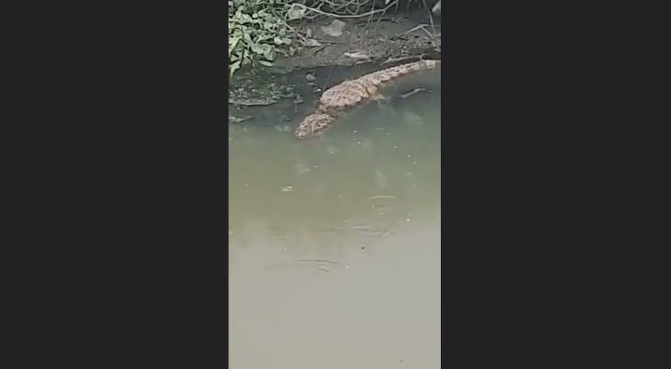 Jacaré aparece em canal no bairro Ponto Novo em Aracaju.jpg