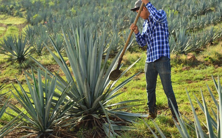 Ameaças tarifárias de Trump 'causam ressaca' na indústria de tequila do México, diz mídia