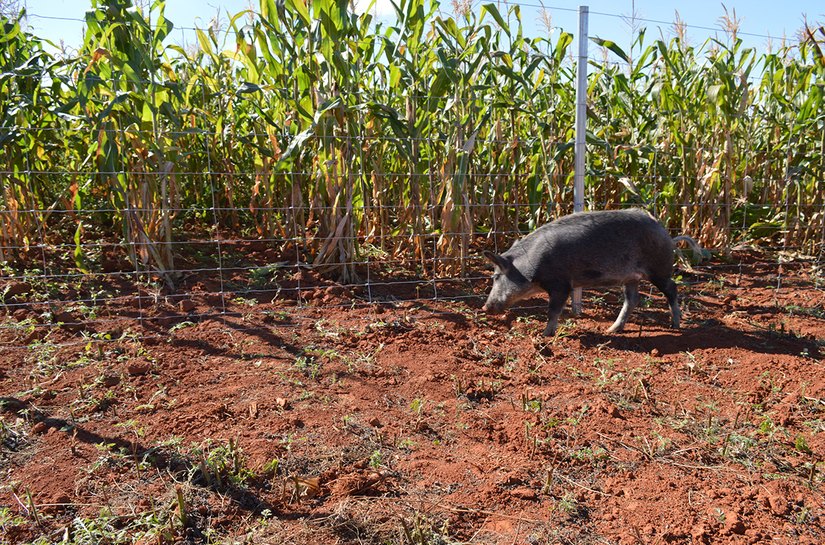 Javalis e Javaporcos ameaçam áreas de soja no início da safra; saiba como proteger sua lavoura