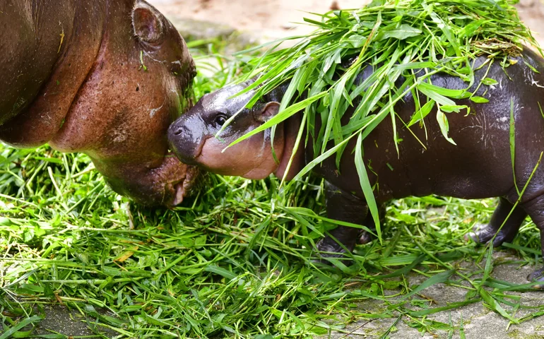 Brincadeira entre mãe e filhote de hipopótamo pigmeu encanta público