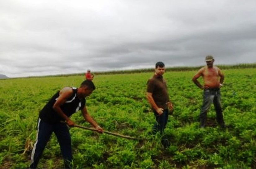 Secretaria de Agricultura de Boca da Mata, incentiva Plantio de Amendoim