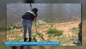 Jacaré